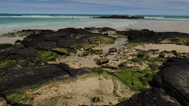 Serene Seashore with Moss-Covered Rocks