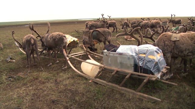 Reindeer and Sled Equipment on a Field