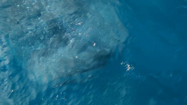 Whale Swimming Beneath Ocean Surface