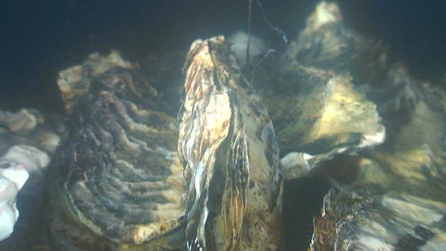 Close-up of the rough surface of an oyster in the sea