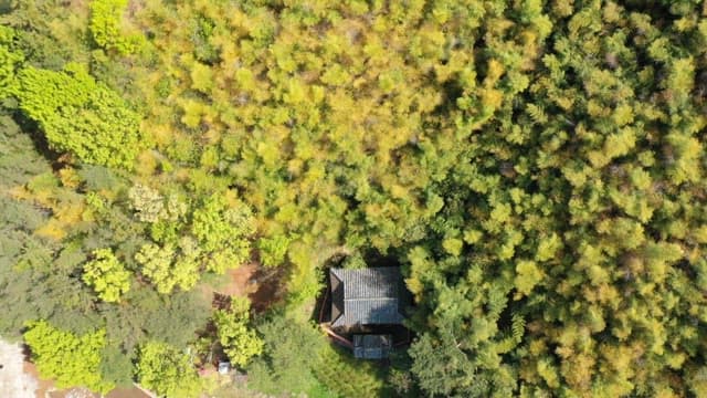 Small house nestled in dense forest