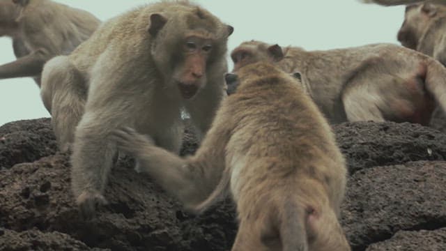 Monkeys Fighting Violently on the Ancient Stone Ruins