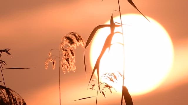Reeds glowing against the red sun of sunset