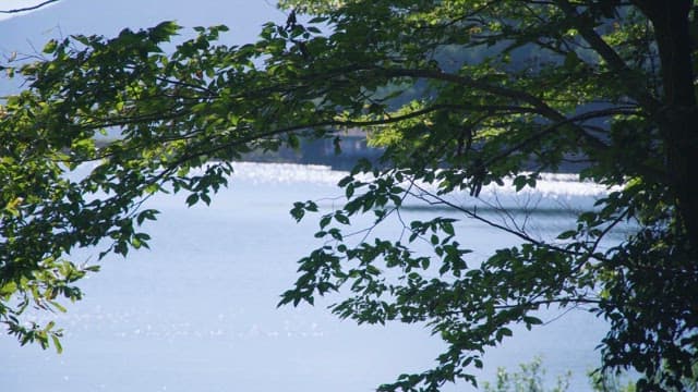 Serene Lake View through Lush Foliage