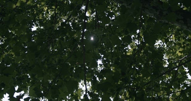 Sunlight Filtering Through Green Tree Leaves