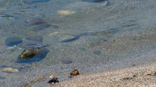 Clear shallow water stream with rocks visible on the sandy floor