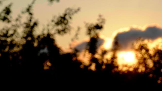 sunset between tree silhouettes