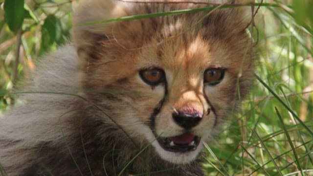 Cheetah Cub Resting in the Grass