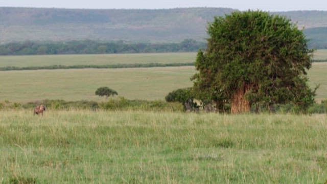 Wild Hyenas Roaming in the Grasslands