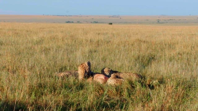 Cheetahs Eating Prey in the Savanna
