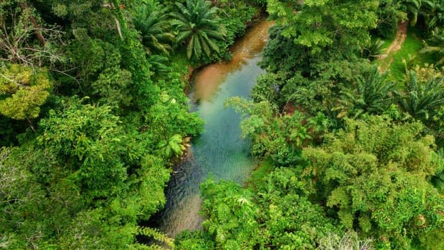 River flowing through a lush forest