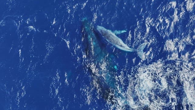 Mother and calf humpback whale swimming together in the ocean