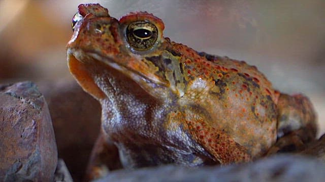 Detail of a toad croaking in its natural habitat