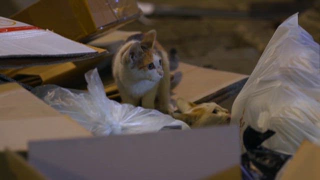 Cats Foraging Amongst Urban Waste at Night