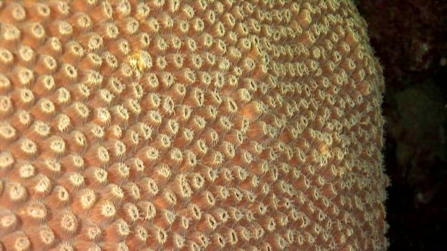 Up-close view of coral polyps of Great Barrier Reef in natural habitat