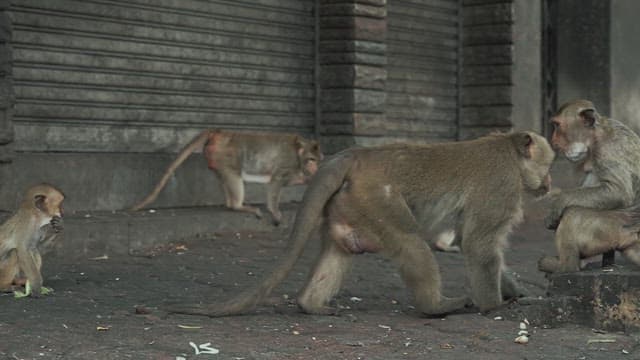 Monkeys Foraging for Something to Eat on a Dirty Street