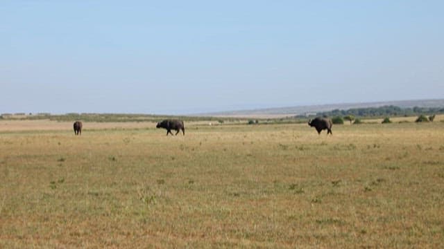 Buffalo Roaming in Vast Open Field