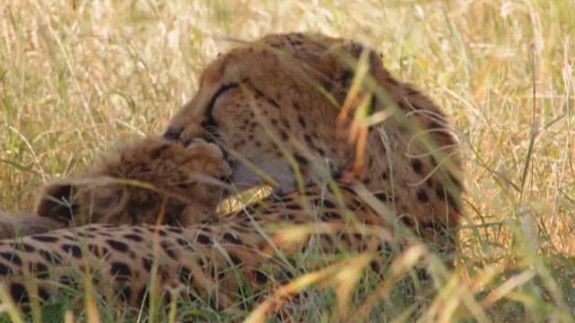 Cheetah Resting in the Savanna Grass with Cub