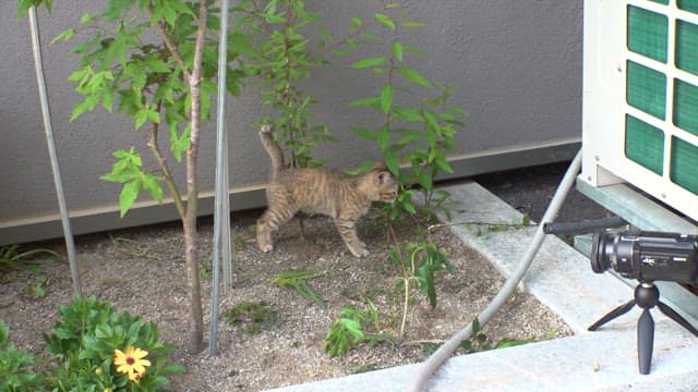 Kittens playing in the garden near trees and flowers