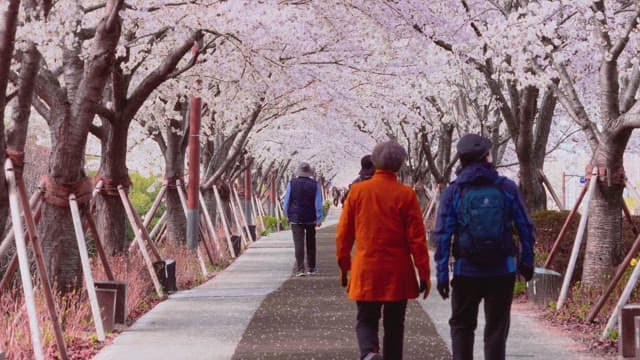 Strolling Under Cherry Blossoms