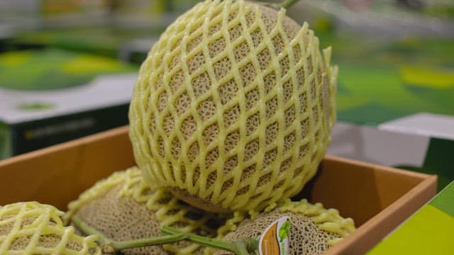 Melons in protective netting in a box