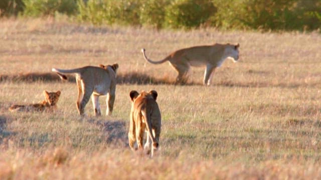 Lions Roaming in the Wild at Dusk