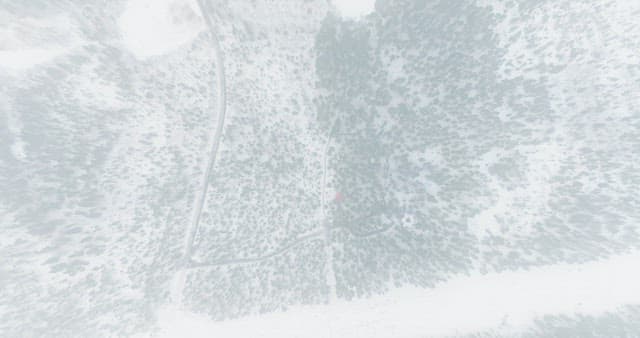 Snow-covered forest with trees