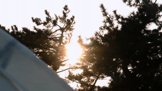 Sunlight filtering through dense pine tree branches early in the morning
