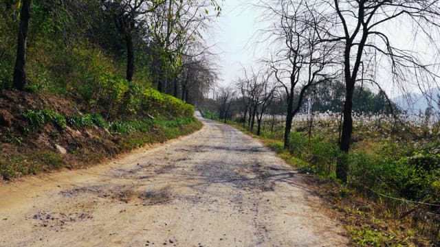 Rural road flanked by tall trees on a clear day