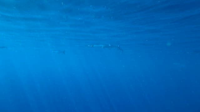 Silver fish swimming in the sea