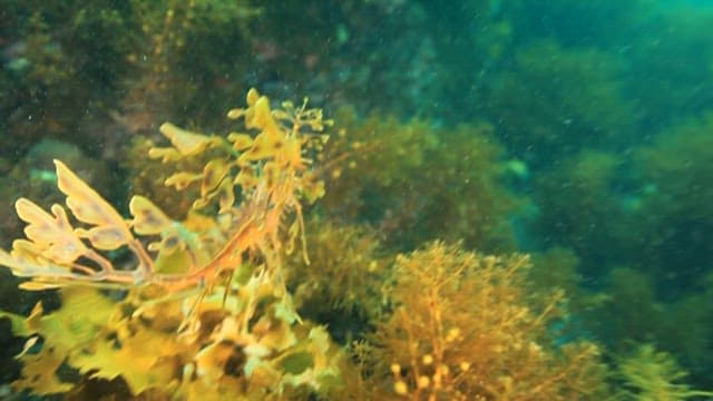 Leafy Seadragon Swimming Through Seaweed