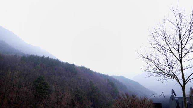 Mountain with a forest covered in thick fog on a cloudy day