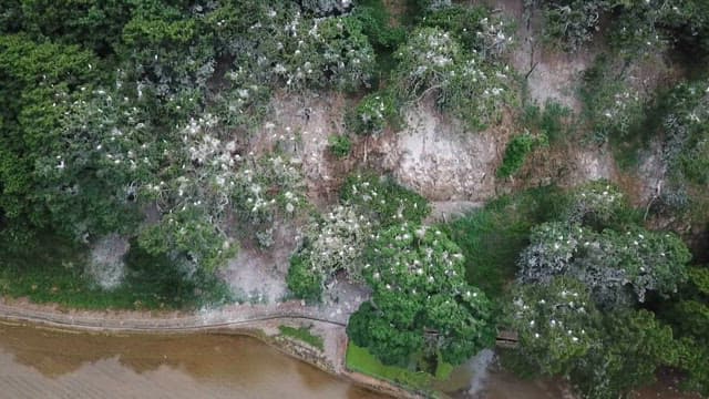 Birds nesting on green trees in a riverside forest