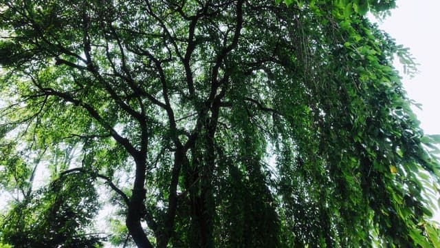 Trees with lush green leaves under a bright sky