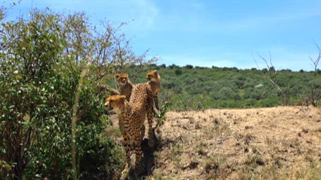Cheetah Strolling Through a Grassy Plain with Lush Shrubs
