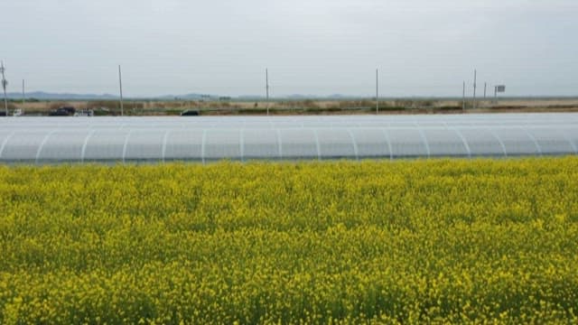 Serene Field of  Yellow Canola Flowers Next to the Greenhouse