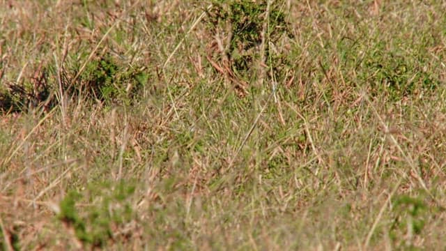 Cheetah legs close-up in the wild
