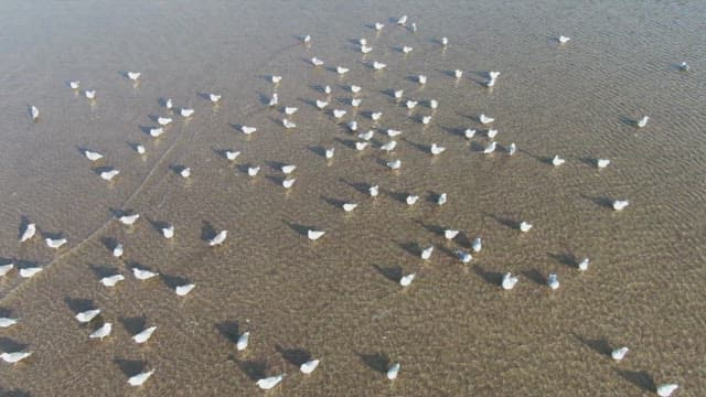Seagulls gathered on a sandy beach
