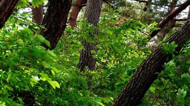 Green trees and dense foliage in a serene forest