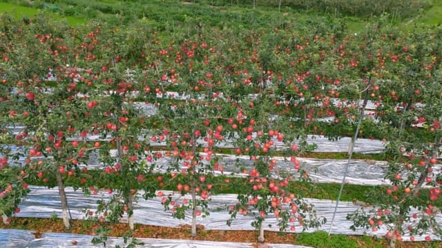 Apple orchard with red apples and green fields