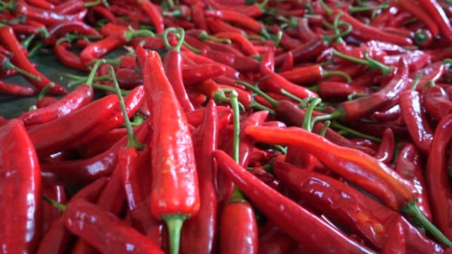 Pile of fresh red chili peppers