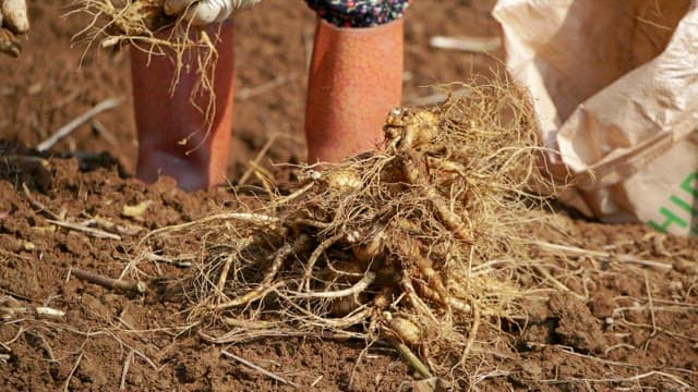 Ginseng leaves growing in a greenhouse