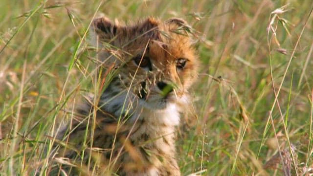 Cheetah Cub Hiding in Savannah Grass