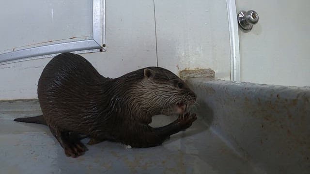 Otter eating loach