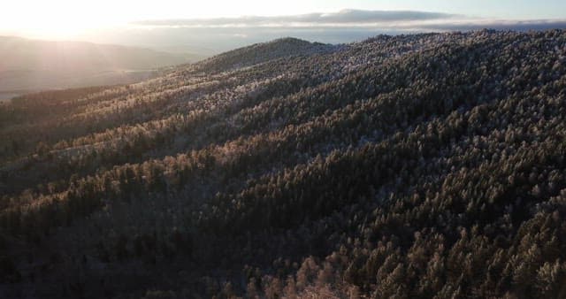 Snow-covered forest in the morning light
