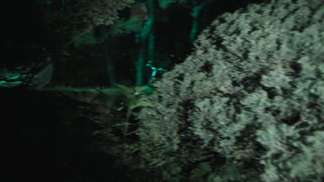 Nighttime view of an eerie backyard with green illumination