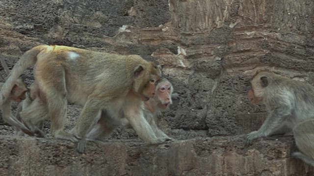 Monkeys Fighting on a Stone Structure in Ancient Temple