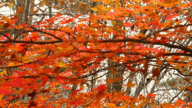 Waves of Red Foliage