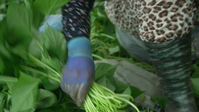 Farmer harvesting lush, green sweet potato stem