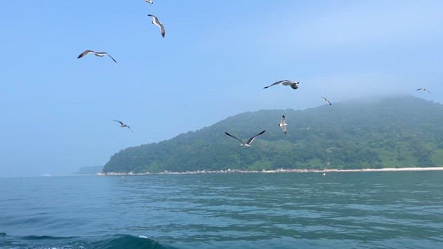 Seagulls flying over ocean near misty mountains